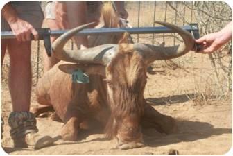 Golden Wildebeest Bull.