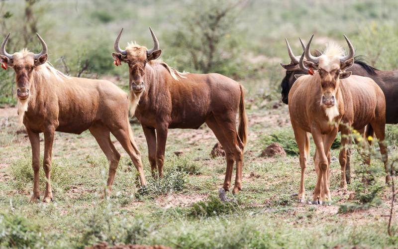 Goue Wildebees Bul I12