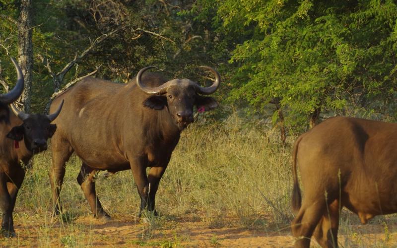 Madikwe Bloedlyn Buffel Pakkie