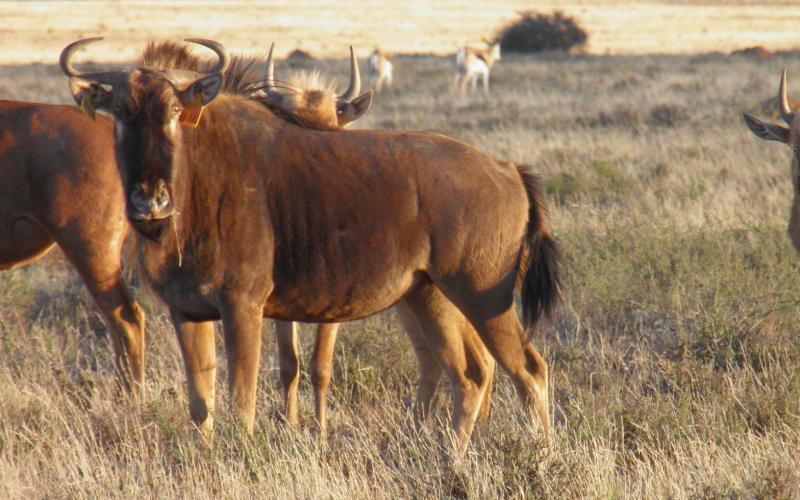 Split Goue Wildebees Koeie