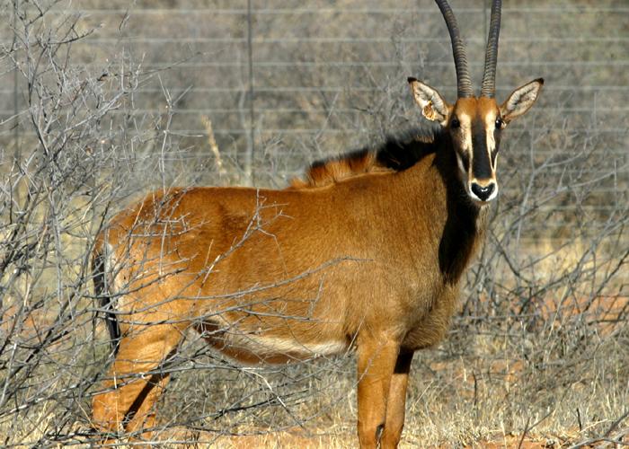 Kruis Zambiese Sable Koeie