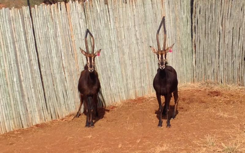 Matetsi Sable Koeie