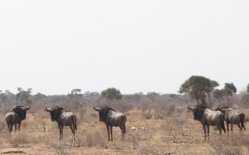 Split Goue Wildebees Koeie en Verse
