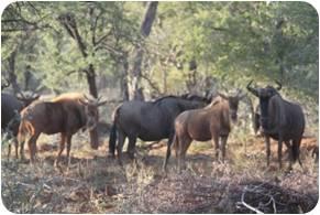 Golden Wildebeest Split Cows.
