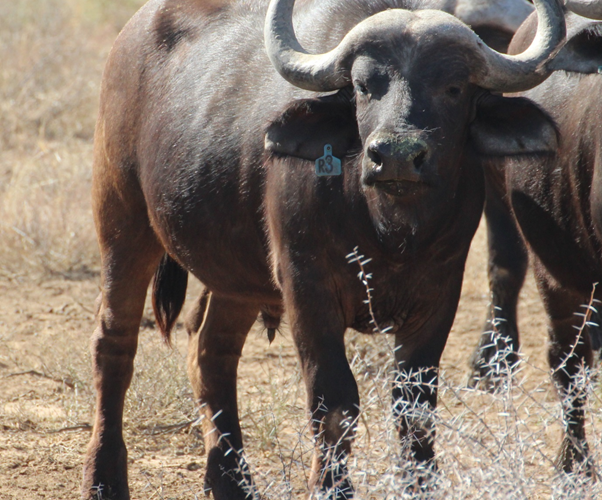 Buffel Bulle Pakkie 1