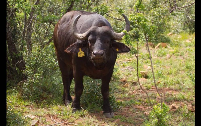 Kruger Buffels Vroulik