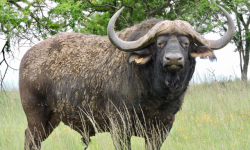 Madikwe_-_Oos_Afrika_Buffel_Bul.png
