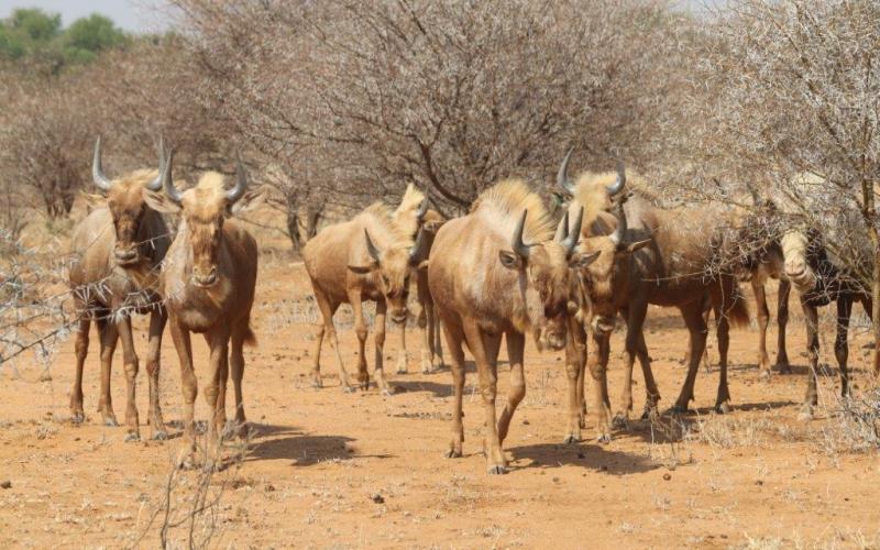 Split Goue Wildebees Pakkies