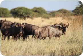 Blue Wildebeest Cows and Heifers