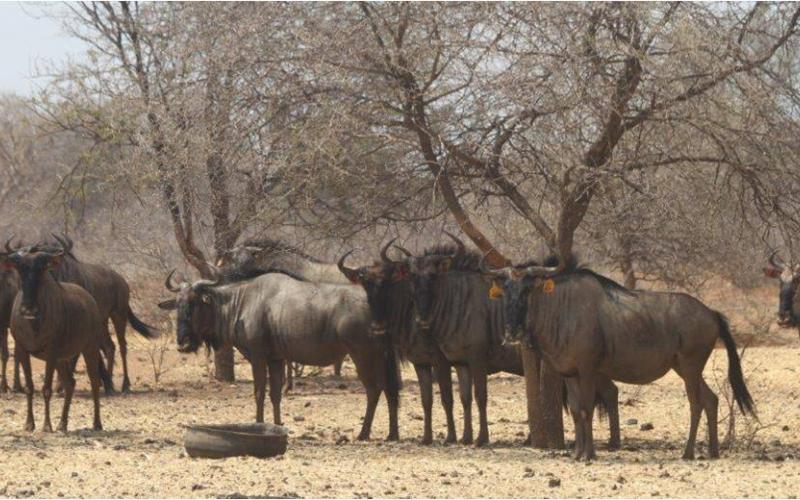 Golden Wildebeest Split Cows.