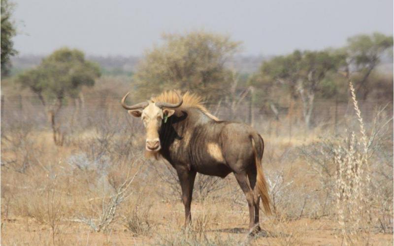 King Wildebeest Bul Daylight