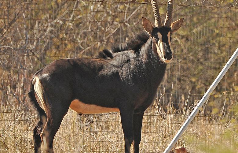 Matetsi Sable Bul.