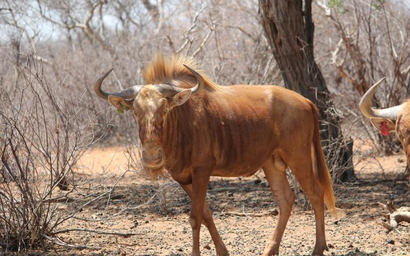 Golden Wildebeest Bul