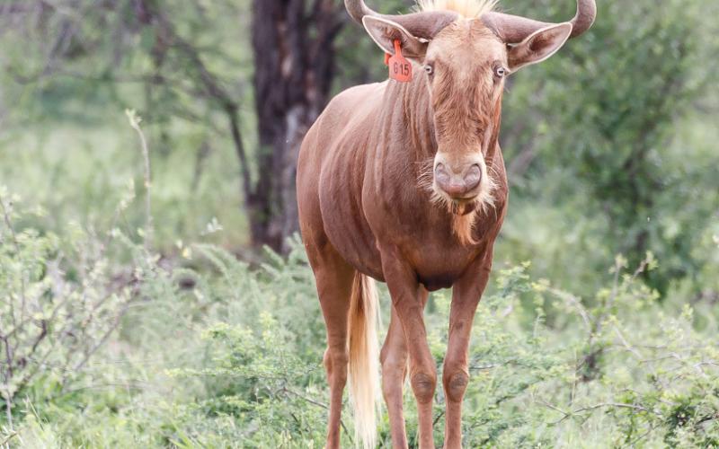 Goue Wildebees Bul G15