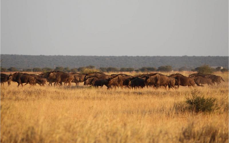 Blue Wildebeest Cows and Heifers
