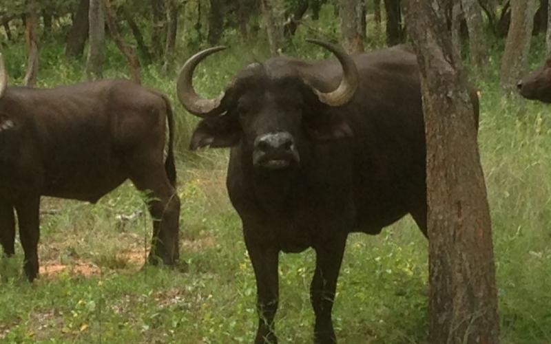 Oos Afrika Buffel Koeie.