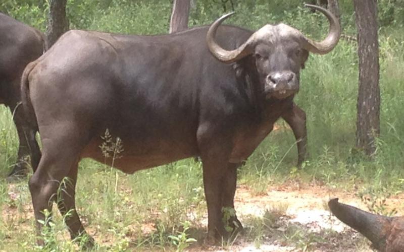 Oos Afrika Buffel Koeie.