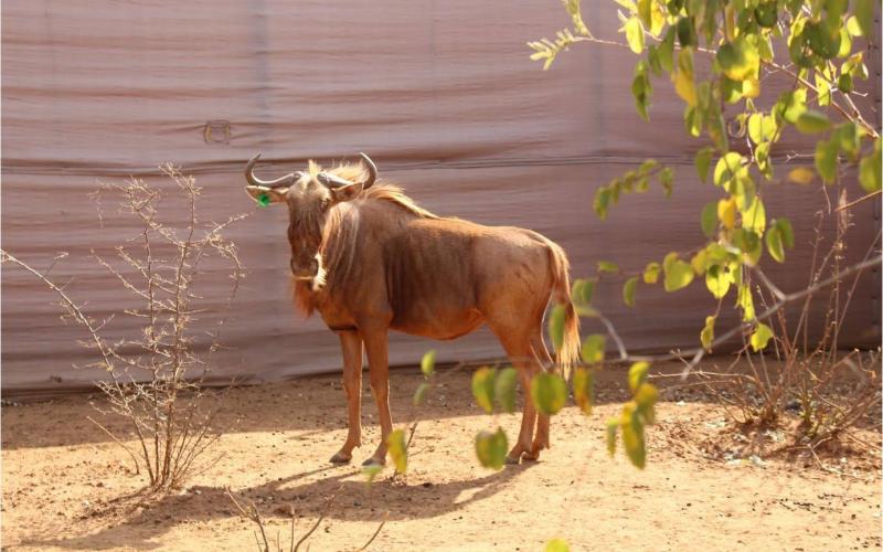 Golden Wildebeest Male