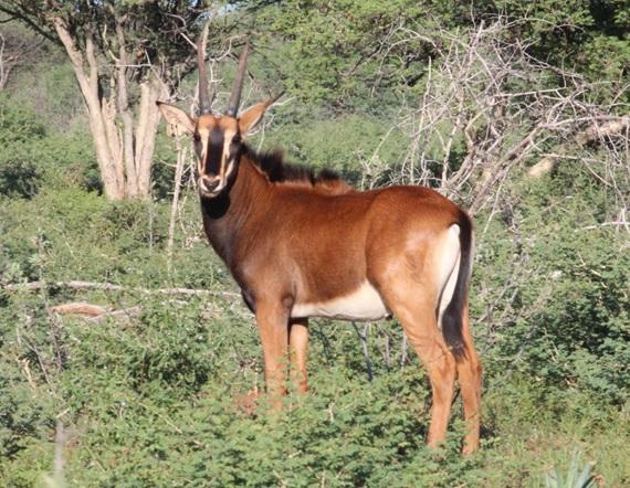 Kruis Zambiese Sable Bulletjies Pakkie 1