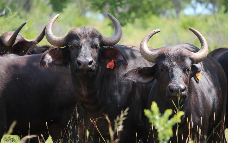Oos Afrika Buffel Verse.