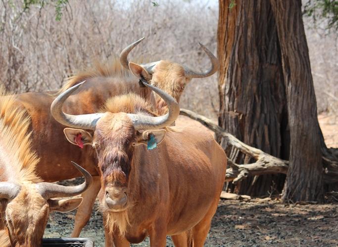 Golden-Wildebeest Bul
