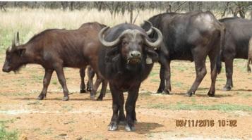 Kruger Buffel Koei.