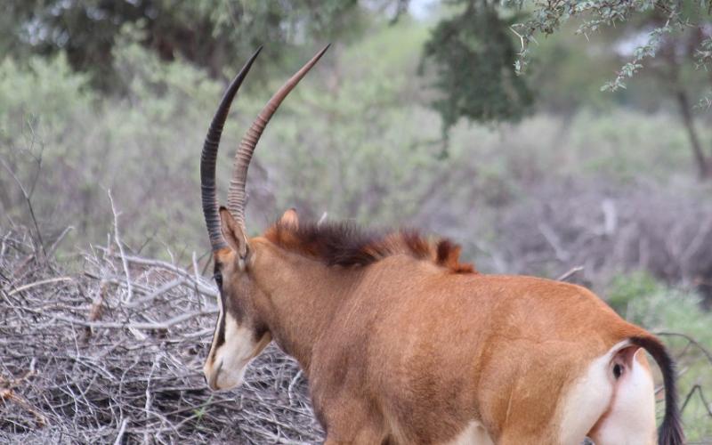 Kruis Zambiese Sable Koeie.