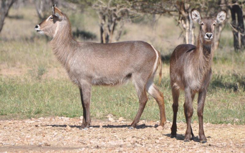 Waterbok Koeie