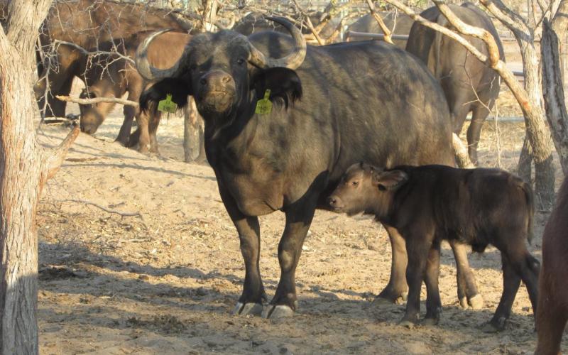 Kruger Buffel Koei