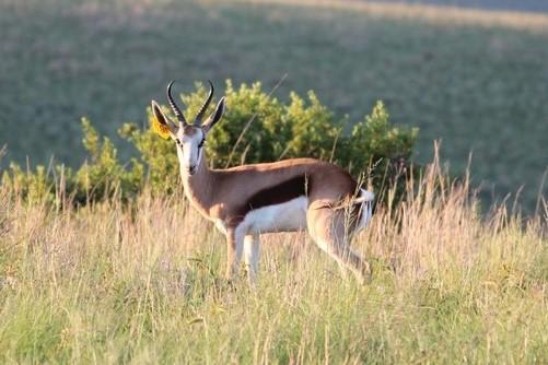Hartwater Springbokke