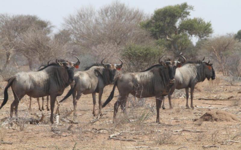 Split Goue Wildebees Koeie en Verse