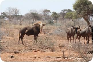 King Wildebeest Bul Daylight
