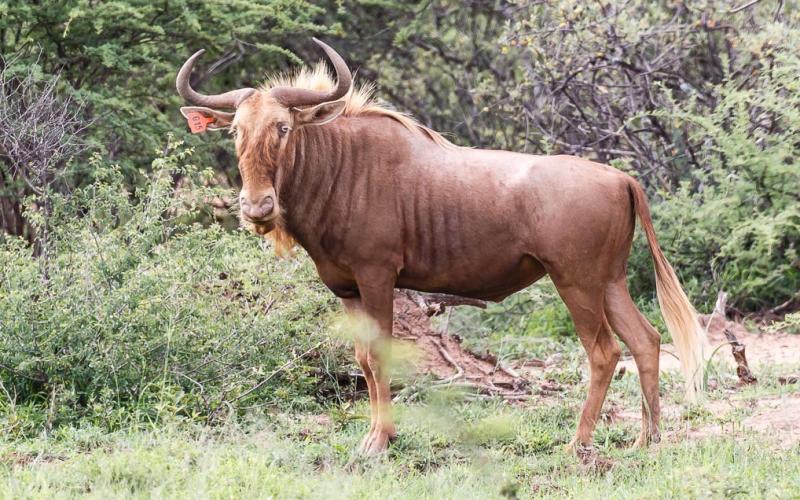 Goue Wildebees Bul G15