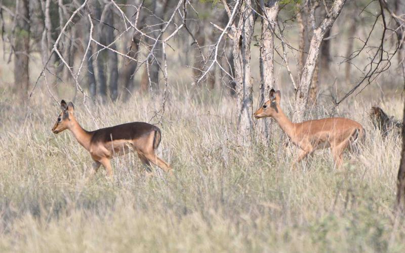 Saddleback Rooibok Ooie