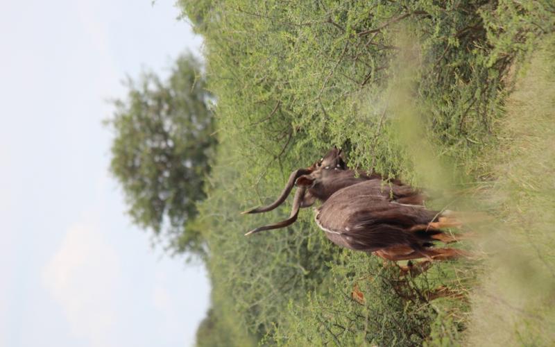 Nyala Bul.-