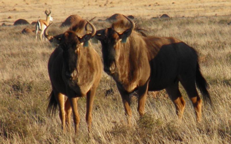 Split Goue Wildebees Koeie