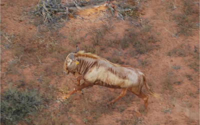 Golden King Wildebeest Bulls