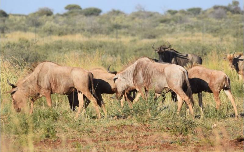 Golden Wildebeest Cows