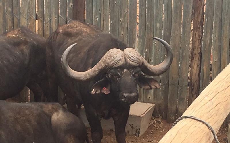 Kruis Oos Afrika/Addo Buffel Bul