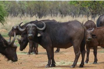 Kruger Buffel Koei.