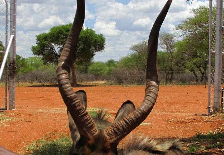 Nyala Bul