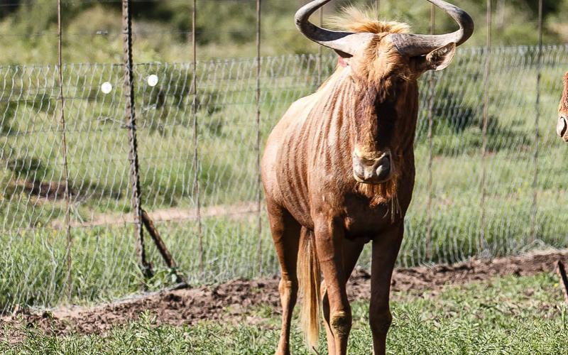 Goue Wildebees Bul H13