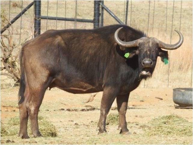 East African Buffalo Cow 1
