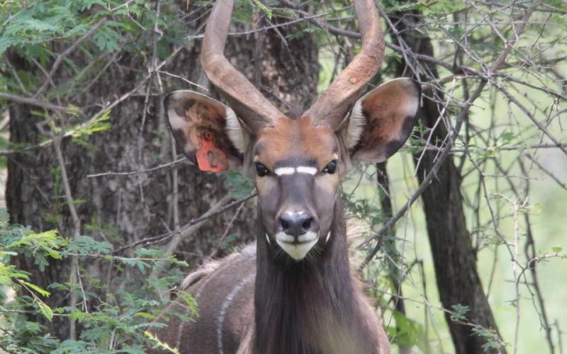 Nyala Bulle Pakkie