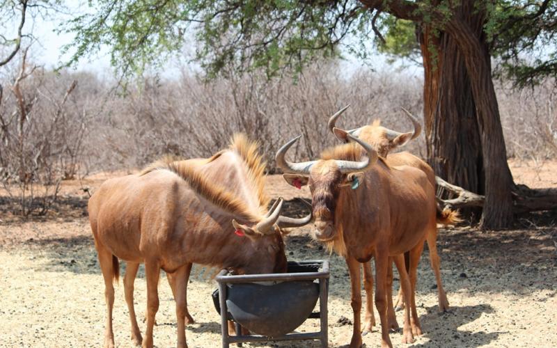 Golden-Wildebeest Bul