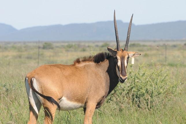 2 x Kruis Zambiese Sable Koeie