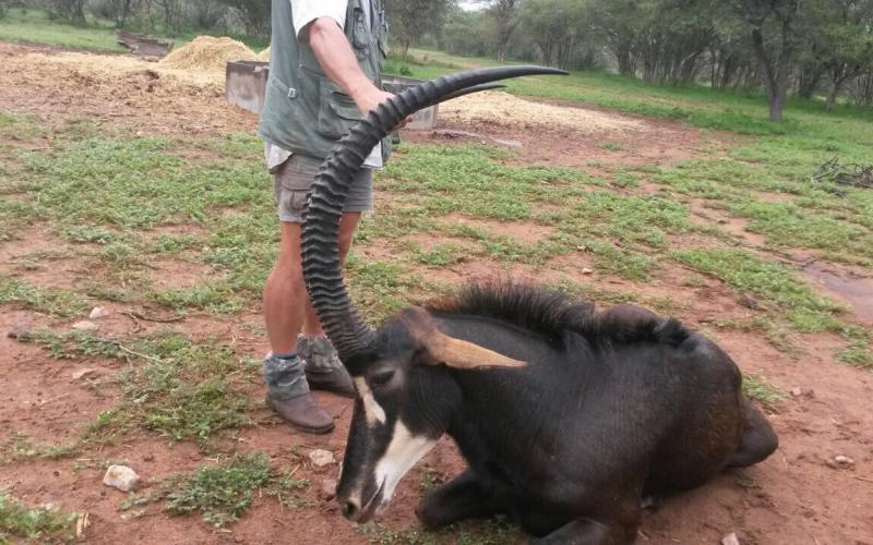 Suiwer Wes Zambiese Sable Bul