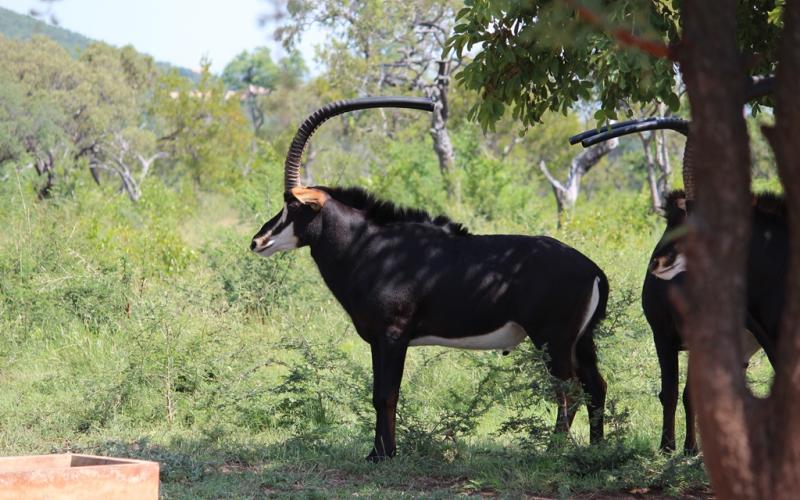 Kruis Zambiese Sable Jagbulle
