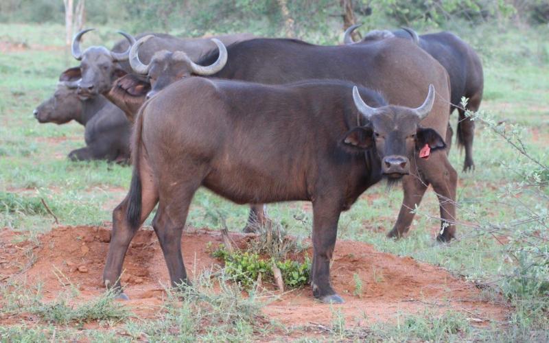 Kruger Buffel Verse..