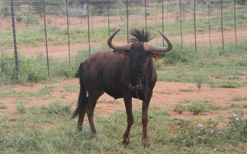 Split Goue Wildebees Bul